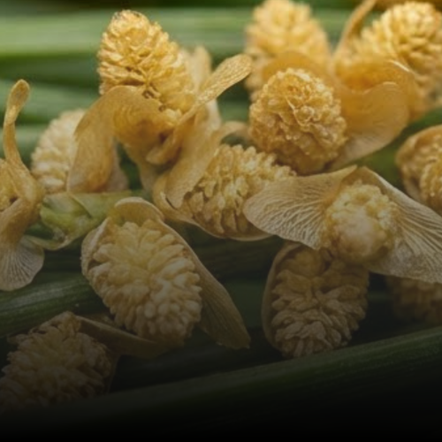 Pine Pollen Extract